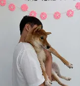 도로시펫 부산본점 분양후기 사진