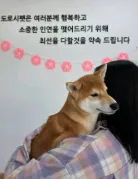 도로시펫 부산본점 분양후기 사진